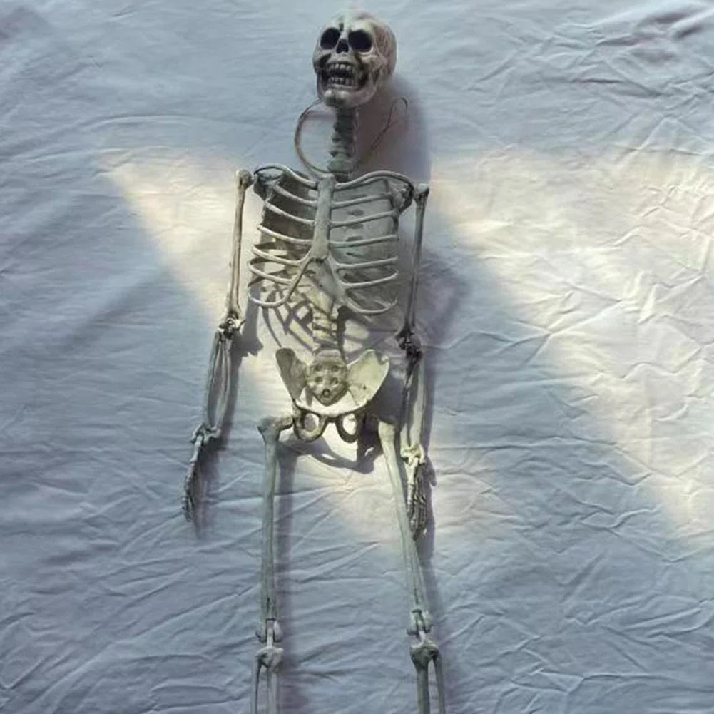 NNEOBA Movable Halloween Skeleton Human Bones Model-4